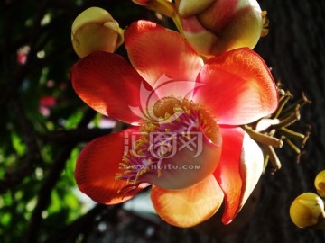 元宝花