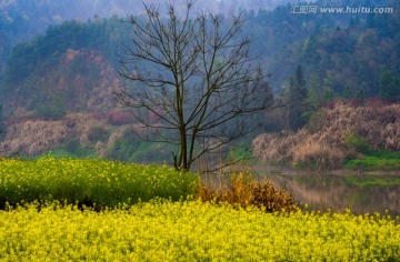 油菜花