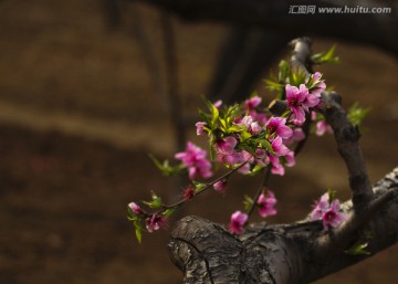 桃花