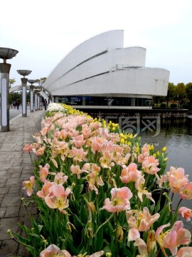 郁金香花展