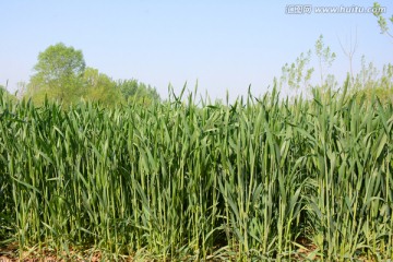 孕育中的小麦