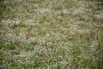 湿地上的小白花