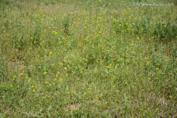 湿地上的小黄花