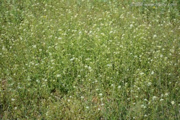 湿地上的小野花