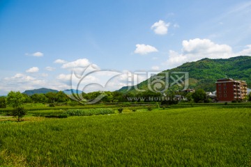 田野 乡村 蓝天白云