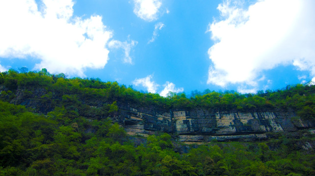 山梁  绿树