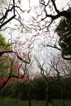 红色樱花树