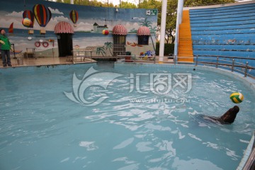 上海野生动物园 训练员 海狮