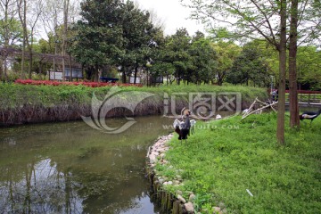 上海野生动物园鹤类