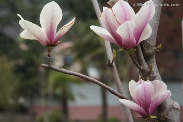 玉兰花