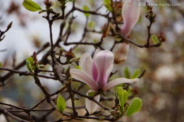 玉兰花