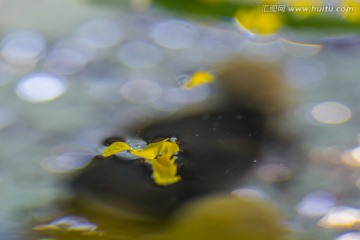 水中漂花