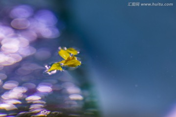 水中漂花