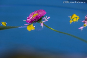 水中漂花