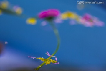 水中漂花