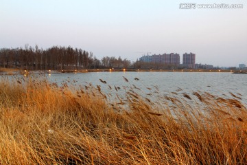 湿地 芦苇 湖泊 风景 水