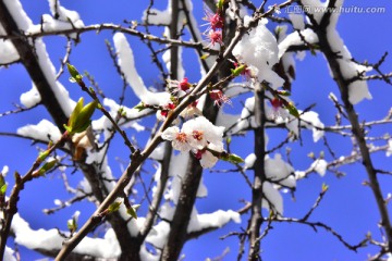 春雪 桃花