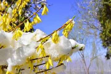 春雪 迎春花