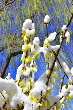 春雪 迎春花