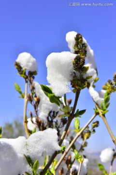 春雪 萌芽