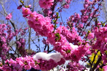 春雪 樱花