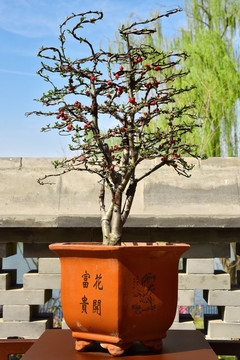 海棠盆景