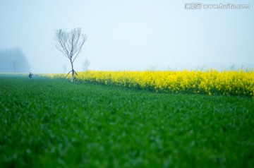 春天里的油菜花田