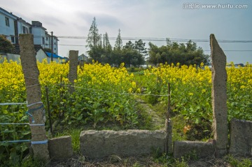 房前屋后的油菜花田