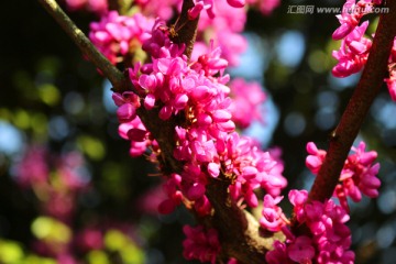 紫荆花