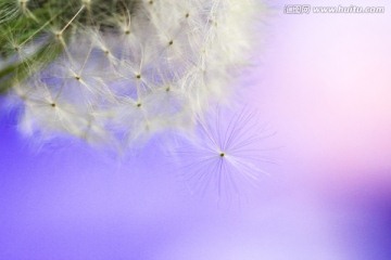 蒲公英