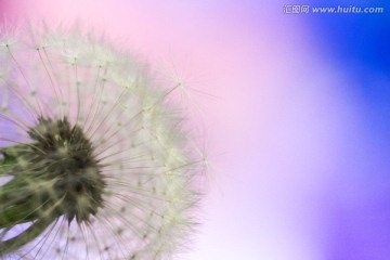 蓝色蒲公英