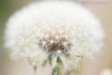蒲公英