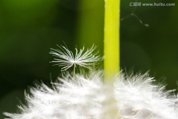 蒲公英