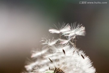 蒲公英