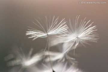 蒲公英