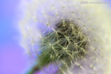 蒲公英