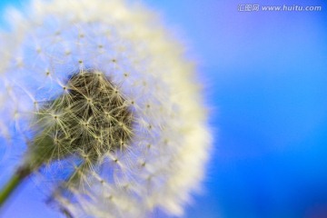蒲公英