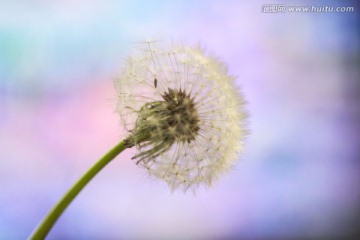蒲公英