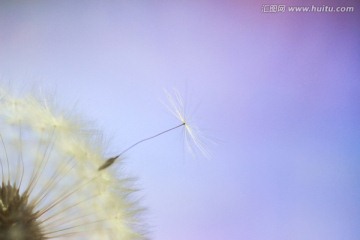 蒲公英