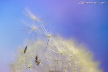蒲公英