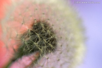 蒲公英