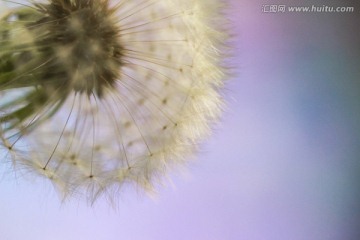 蒲公英