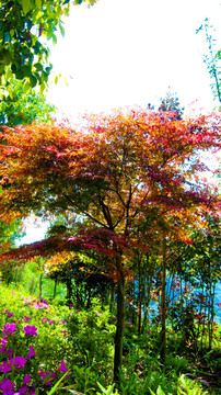 红叶枫树  绿化树