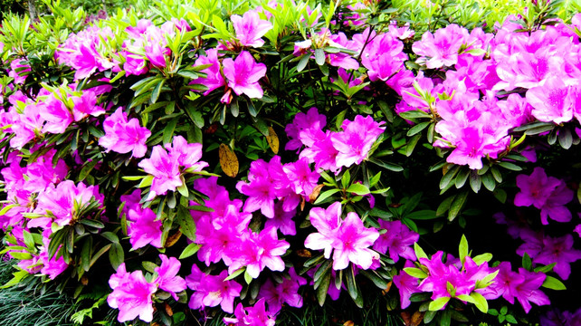 杜鹃花