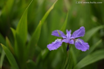 鸢尾花