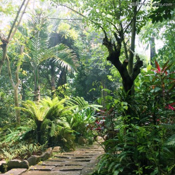 热带丛林