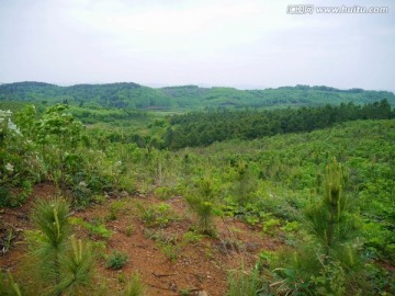 翠绿的山