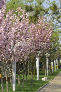 春天 樱花盛开的人行道
