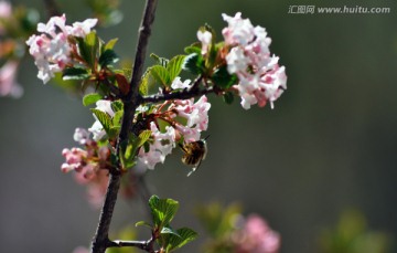 丁香花