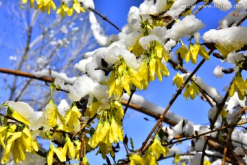 春雪 迎春花